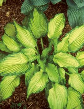 Hosta 'Emerald Ruff Cut'