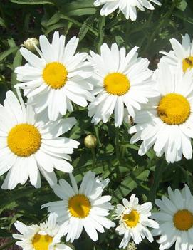 Leucanthemum x superbum 'Alaska'