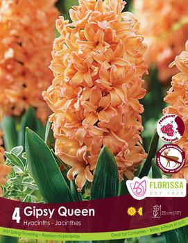 Hyacinth 'Gipsy Queen'