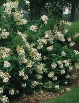 Hydrangea paniculata 'Unique'