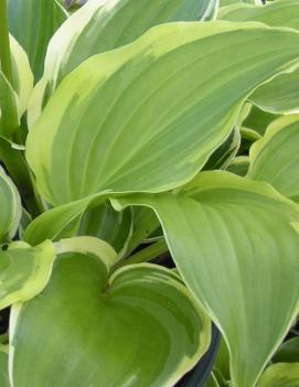 Hosta 'Sugar and Spice'