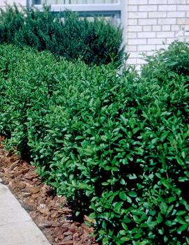 Ligustrum x ibolium