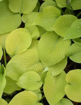 Hosta 'Zounds'