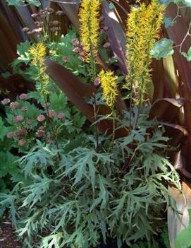 Ligularia przewalskii 'Dragon's Breath'