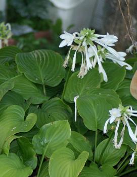 Hosta plantaginea