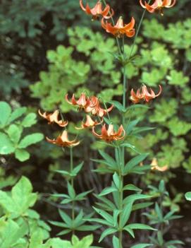 Lilium canadense