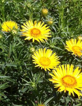 Inula ensifolia