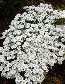 Iberis sempervirens 'Snowflake'