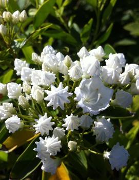 Kalmia latifolia 'Pristine'