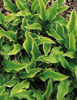 Hosta 'Jennifer Bailey'