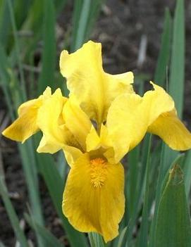 Iris pumila 'Gleaming Gold'