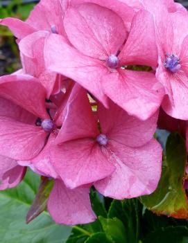 Hydrangea macrophylla 'Masja'