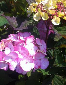 Hydrangea macrophylla 'Pink Beauty'