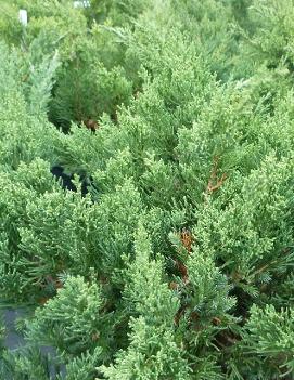 Juniperus chinensis 'San Jose'