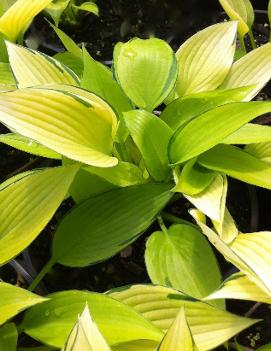 Hosta 'June Fever' (PP15340, CPBR2850)