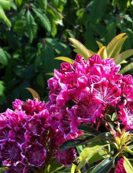 Kalmia latifolia 'Olympic Fire'