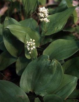 Maianthemum canadense