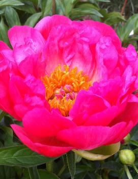 Paeonia 'Coral Sunset'