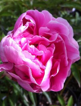 Paeonia 'Sarah Bernhardt'