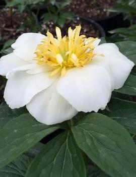 Paeonia Patio 'Dublin'