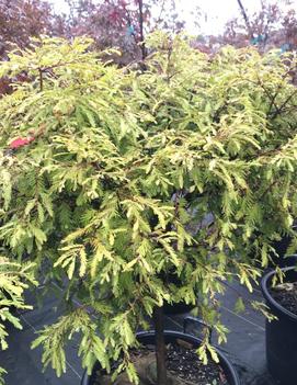 Metasequoia glyptostroboides Northlight ('Schirrmann's Nordlicht')