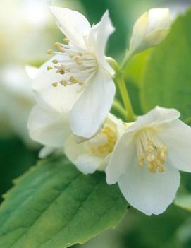 Philadelphus coronarius 'Aureus'