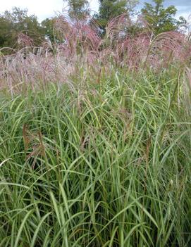 Miscanthus sinensis 'Andante'