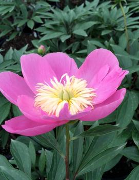 Paeonia Patio 'Kiev'