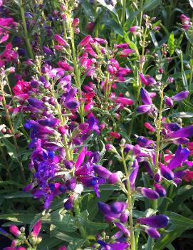 Penstemon barbatus 'Nana Rondo Mix'