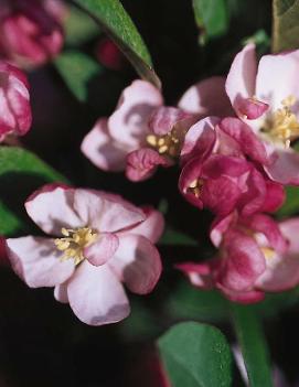 Malus Coralburst® ('Coralcole')