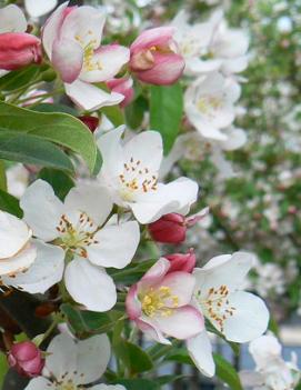 Malus 'Winter Gold'