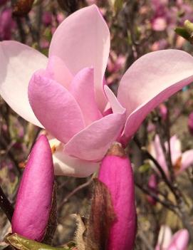 Magnolia x 'Jane'