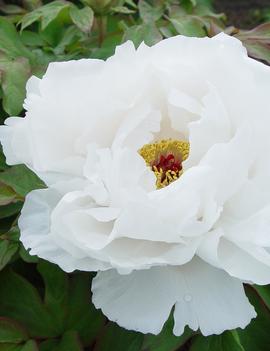 Paeonia suffruticosa 'White'