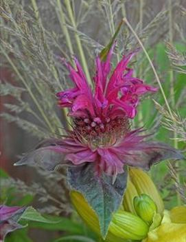 Monarda x 'Raspberry Wine'