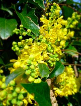 Mahonia aquifolium 'Compacta'