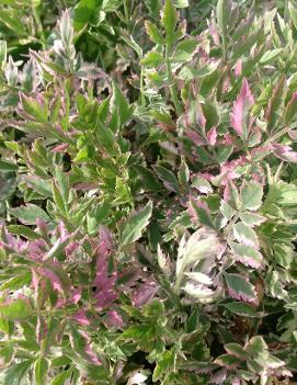 Oenanthe javanica 'Flamingo'