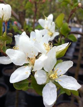 Malus 'Dolgo'