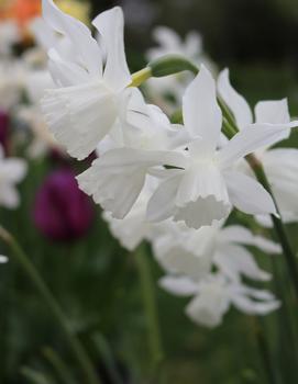 Narcissus 'Thalia'