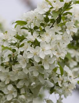 Malus 'Snowdrift'