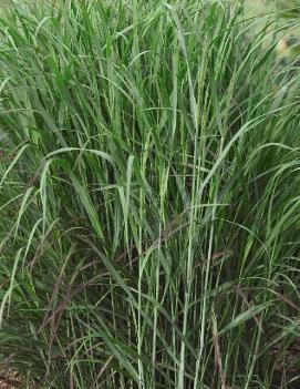 Panicum virgatum 'Shenandoah'