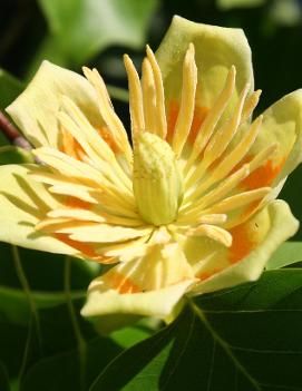 Liriodendron tulipifera