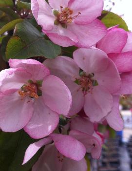 Malus 'Indian Summer'