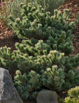 Pinus parviflora 'Kinpo'