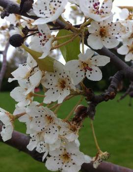 Pyrus calleryana 'Aristocrat'