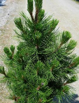 Pinus heldreichii var. leucodermis