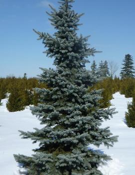 Picea pungens 'Koster'