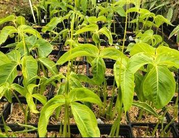 Pinellia tripartita 'Dragon Tails'