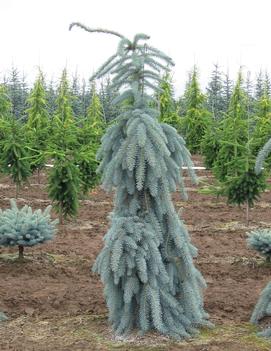 Picea pungens Slenderina® ('Glauca Slenderina Pendula')