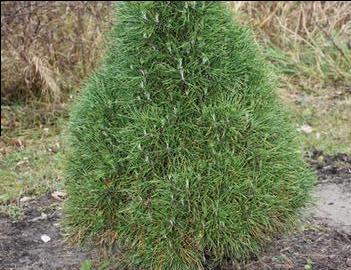 Pinus sylvestris 'Green Penguin'