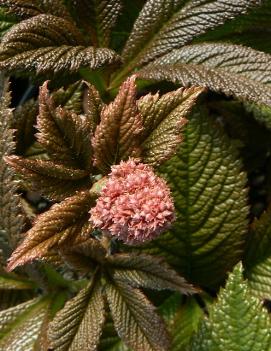 Rodgersia pinnata 'Fireworks'